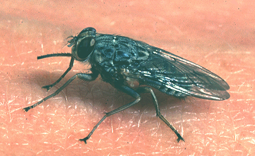 tsetse flies